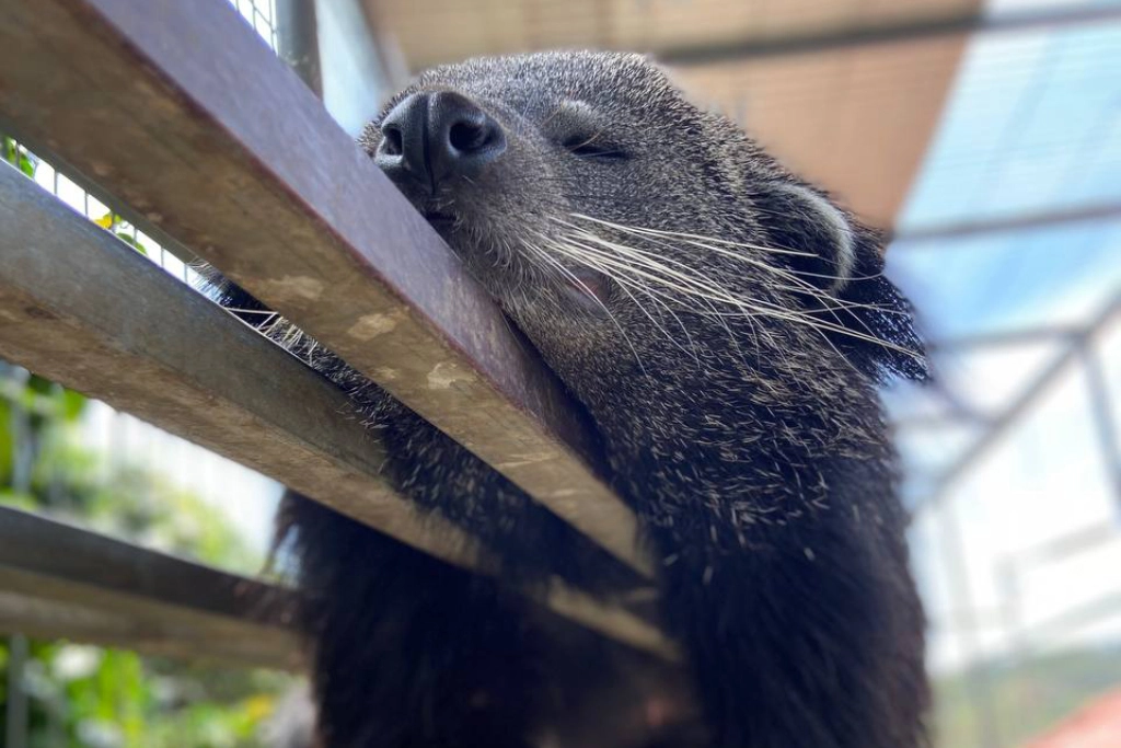 Видео ферма Анфу