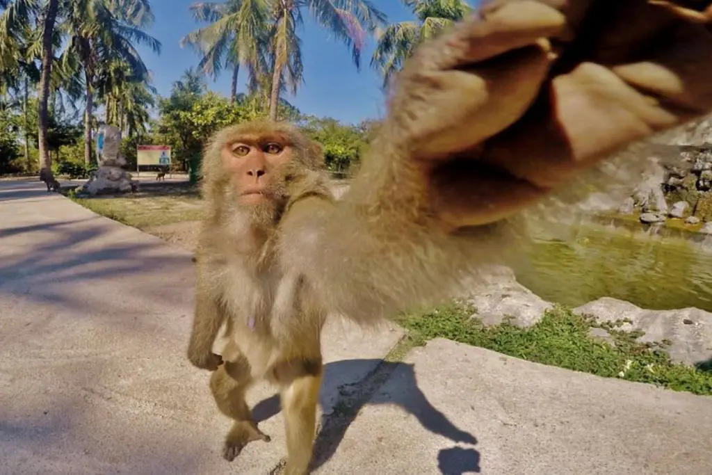 Monkey Iland Nha Trang